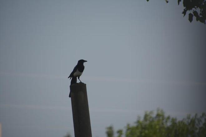 熊猫体育诗天子•诗刊｜诗歌精选第393期(图1)