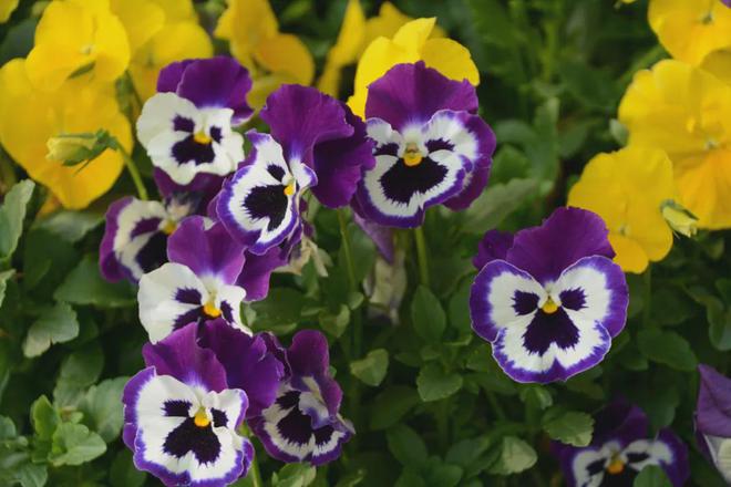 熊猫体育诗天子•诗刊｜诗歌精选第393期(图3)