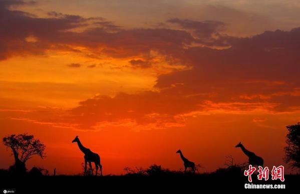 熊猫体育落日下的非洲野生动物剪影 金色余晖画面唯美