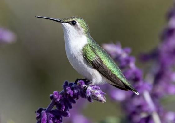 陕西省核工业二一五医院:83岁患者的大脑里医生抓住了一只闯祸的“蜂鸟”!(图1) 陕西省核工业二一五医院:83岁患者的大脑里医生抓住了一只闯祸的“蜂鸟”!(图1)